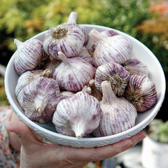 Spanish Roja Garlic