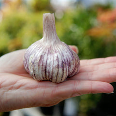 Spanish Roja Garlic