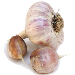 Spanish Roja Garlic