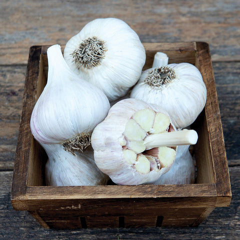Romanian Red Garlic