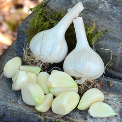 Mount Hood Garlic