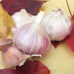 Vietnamese Red Garlic