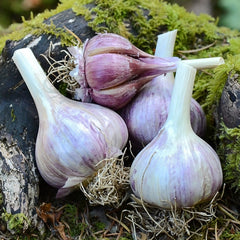 Vietnamese Red Garlic