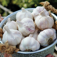 Early Red Italian Garlic