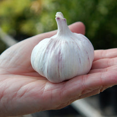 Early Red Italian Garlic