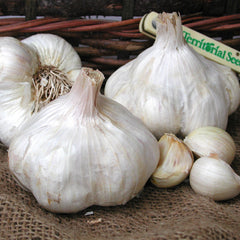 Early Red Italian Garlic