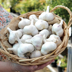 Inchelium Red Garlic