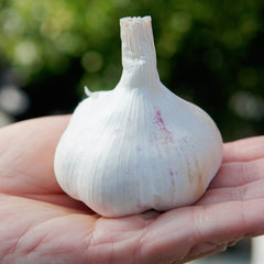 Inchelium Red Garlic