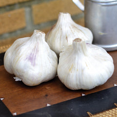 Inchelium Red Garlic