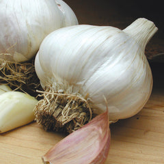 Italian Late Garlic