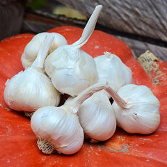 Italian Late Garlic