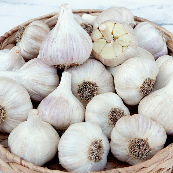 Georgian Crystal Garlic