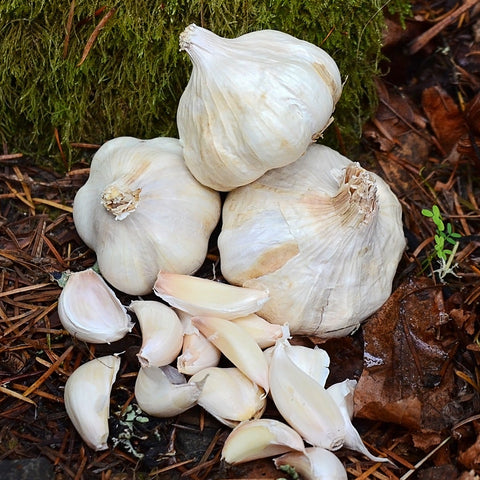 Polish Softneck Garlic