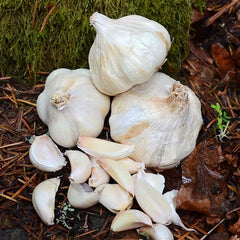 Polish Softneck Garlic