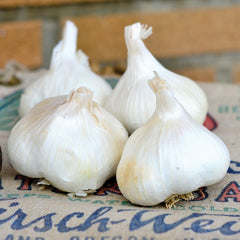 Susanville Garlic
