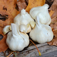 Susanville Garlic