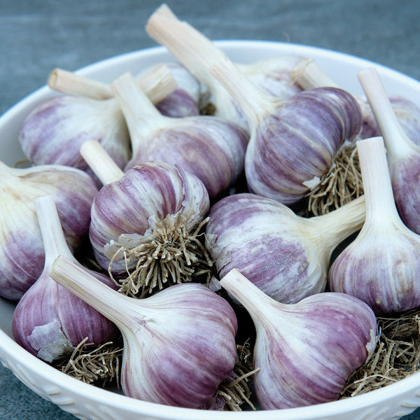 Purple Russian Garlic