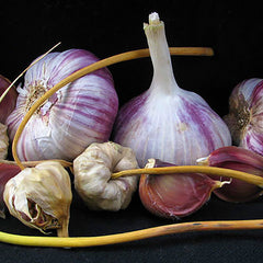 Purple Russian Garlic