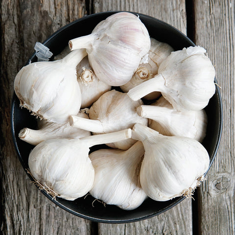 Russian Red Garlic