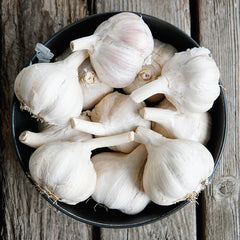 Russian Red Garlic