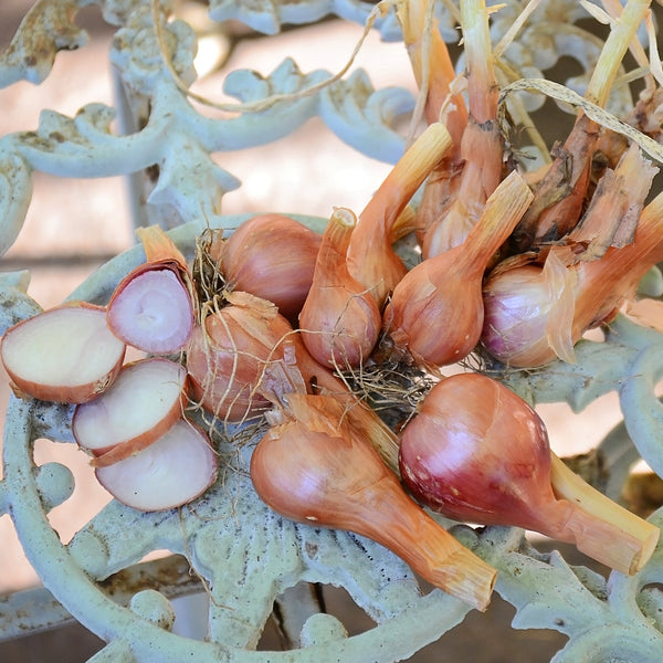 Santé Shallot Bulb