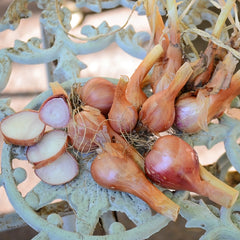 Santé Shallot Bulb