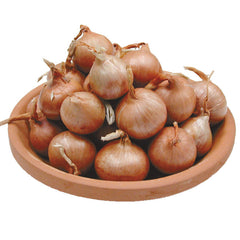 French Shallot Bulb