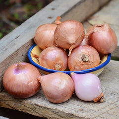 French Shallot Bulb