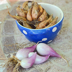 Gray Shallot Bulb