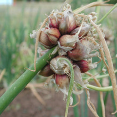 Egyptian Walking Onion