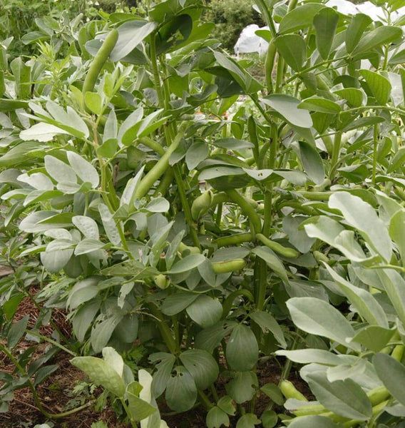 Fava Beans Organic