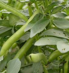 Fava Beans Organic