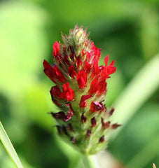 Crimson Clover
