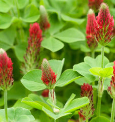 Crimson Clover