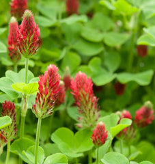 Crimson Clover