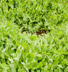 Winter Field Peas