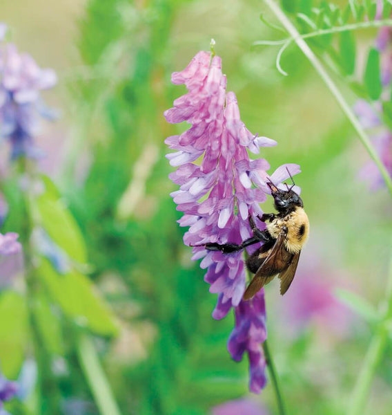 Hairy Vetch