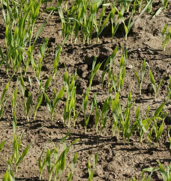 Fall Rye