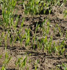 Fall Rye