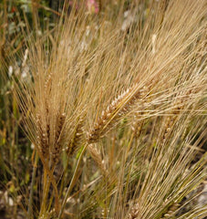 Barley