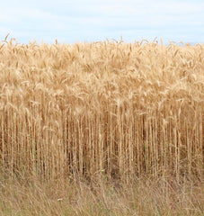 Barley