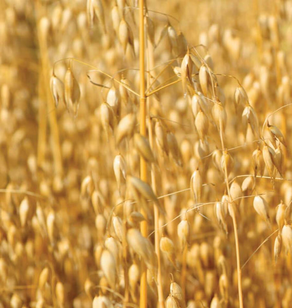 Oats