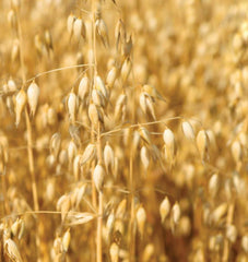 Oats