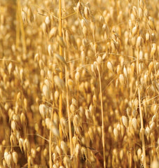 Oats