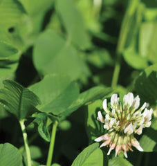 White Dutch Clover