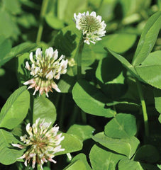 White Dutch Clover