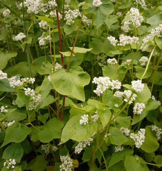 Buckwheat