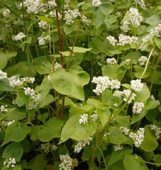 Buckwheat