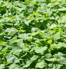 Buckwheat