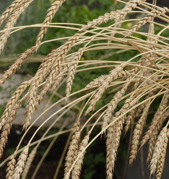 Winter Wheat